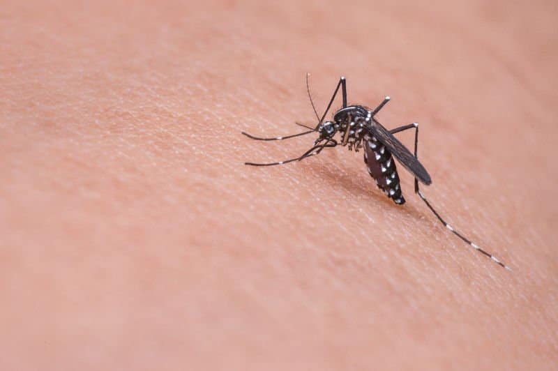 Formas de prevenir las picaduras de mosquitos