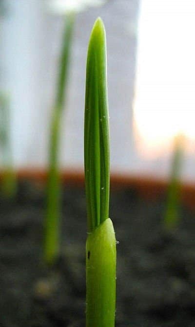 Como germinar semillas de palmera 3
