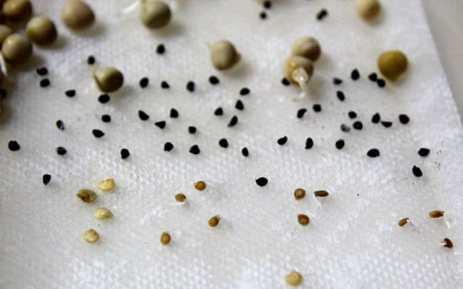 germinar semillas más rápido