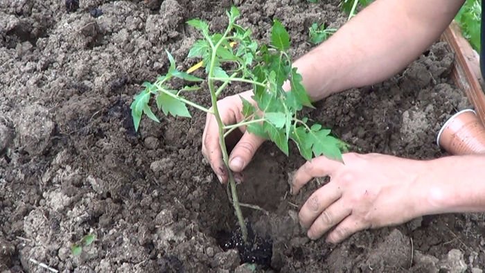 Como plantar tomates en el huerto