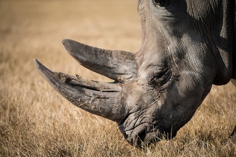 Biotech quiere crear cuernos de rinocerontes en 3D para salvarlos