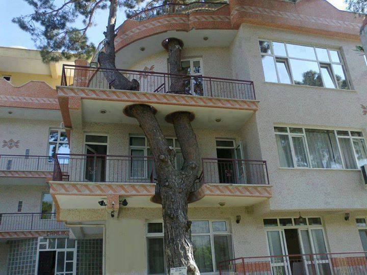 Estas personas hicieron todo lo posible para salvar el árbol de su casa 7