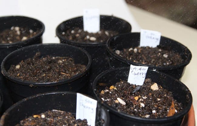 Método para germinar semillas más rápido