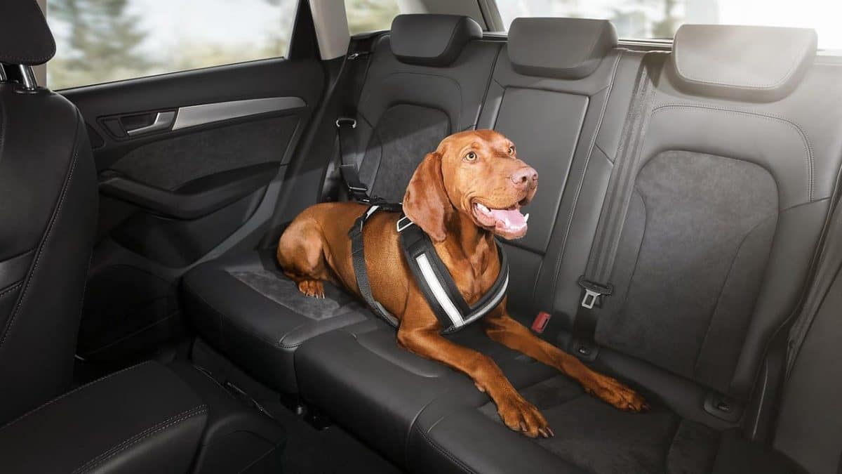 Skoda presenta un cinturón de seguridad para mantener tu perro seguro en la carretera