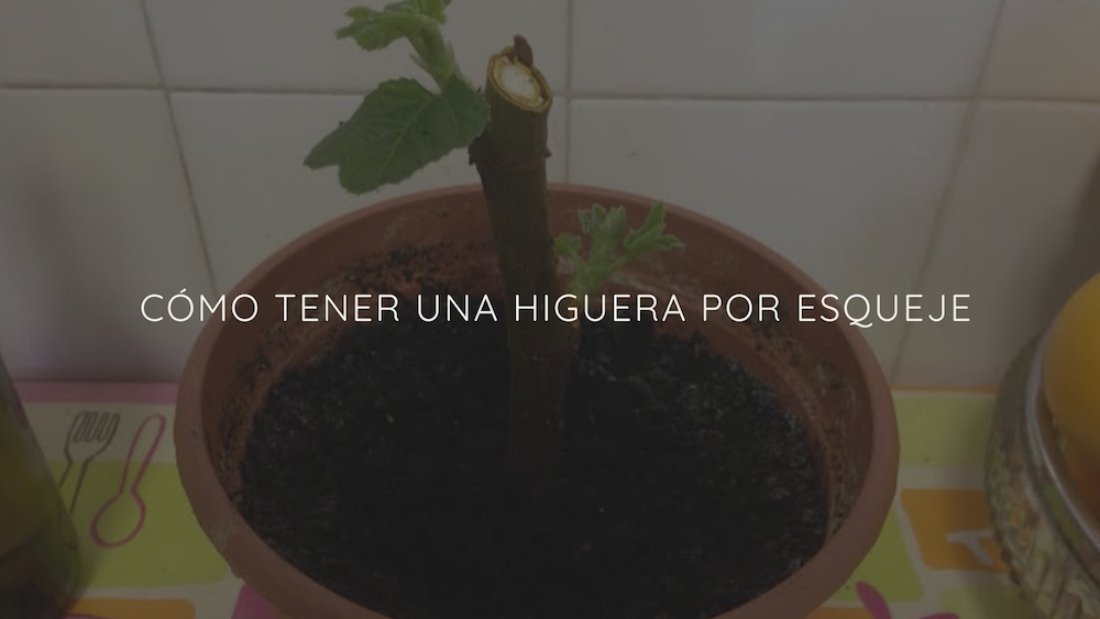 Cómo tener una higuera por esqueje