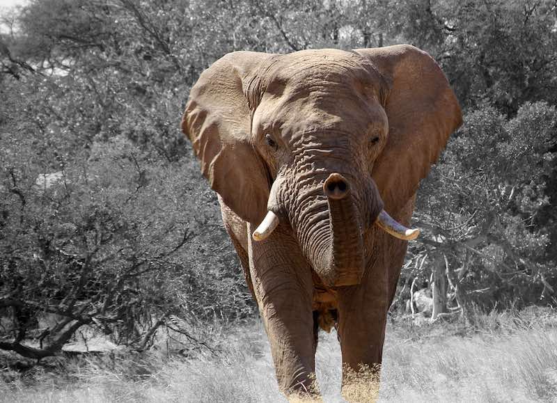 Conservacion de la vida animal