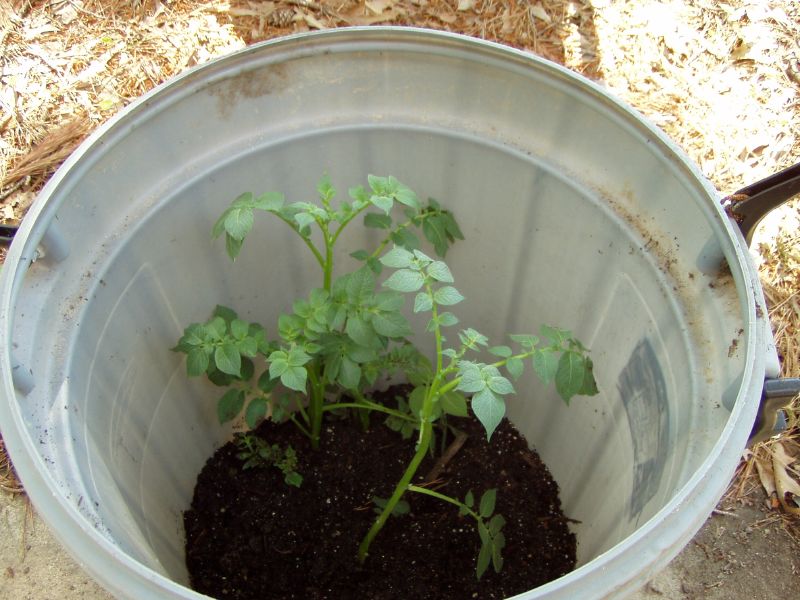 Cómo cultivar patatas en un barril, bidón o maceta.