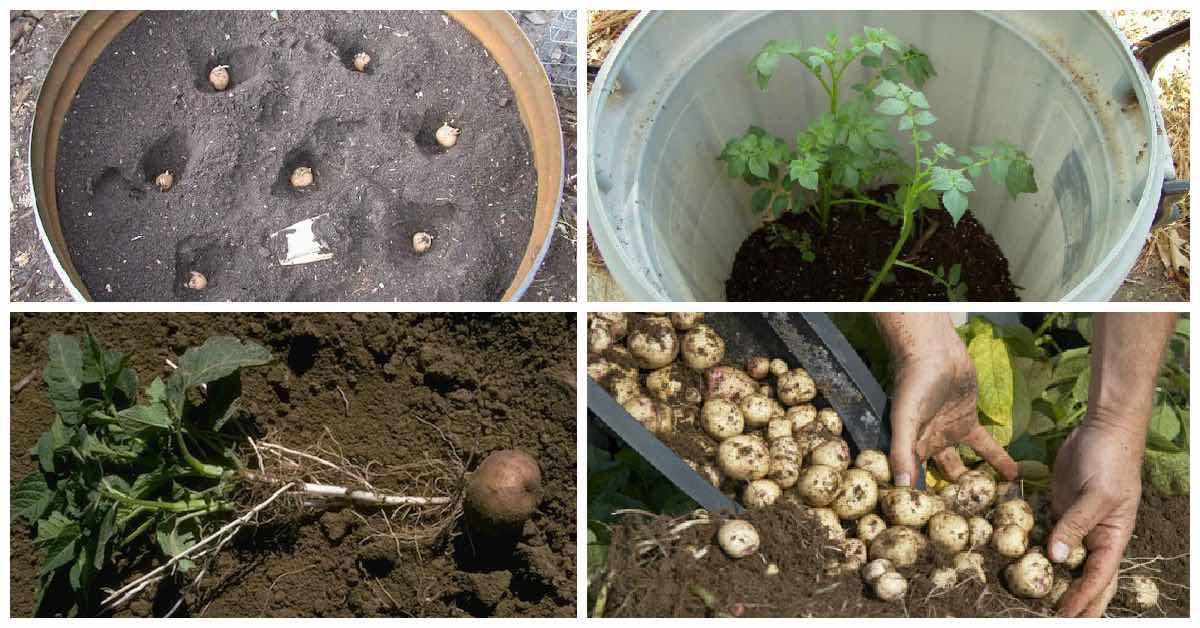 Cómo cultivar patatas en macetas