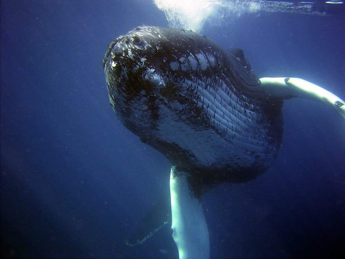 La importancia de la caca de ballena para la salud de los océanos