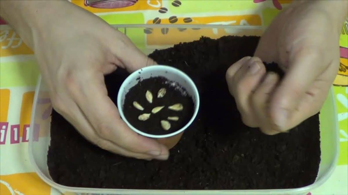 Como germinar una semilla de limón 2