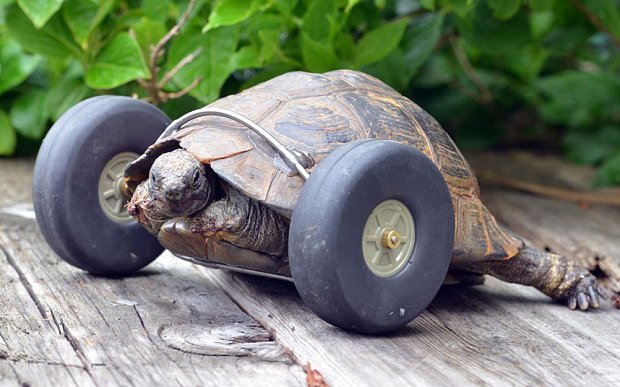 El ingenio hizo que esta tortuga de 90 años volviera a caminar