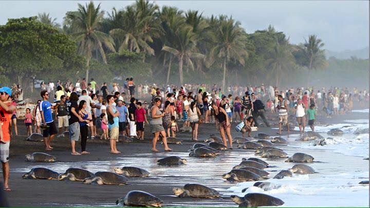 Turistas en la playa molestando a las tortugas
