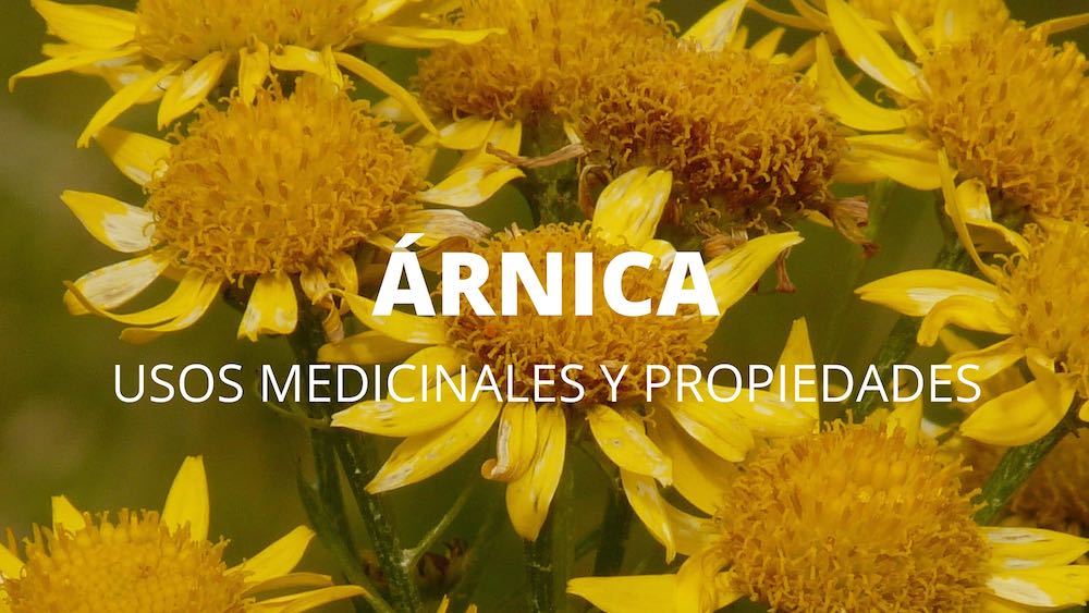 Cancerina Para Que Sirve Y Como Se Prepara Arnica Usos Medicinales Y Propiedades