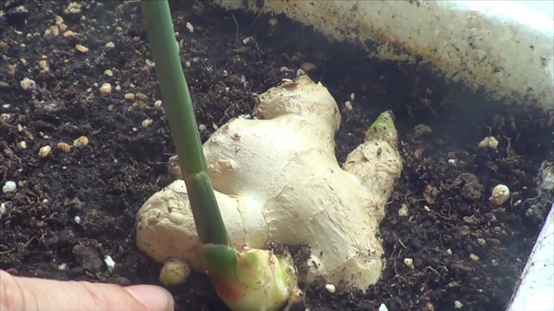 Cómo cultivar jengibre en maceta
