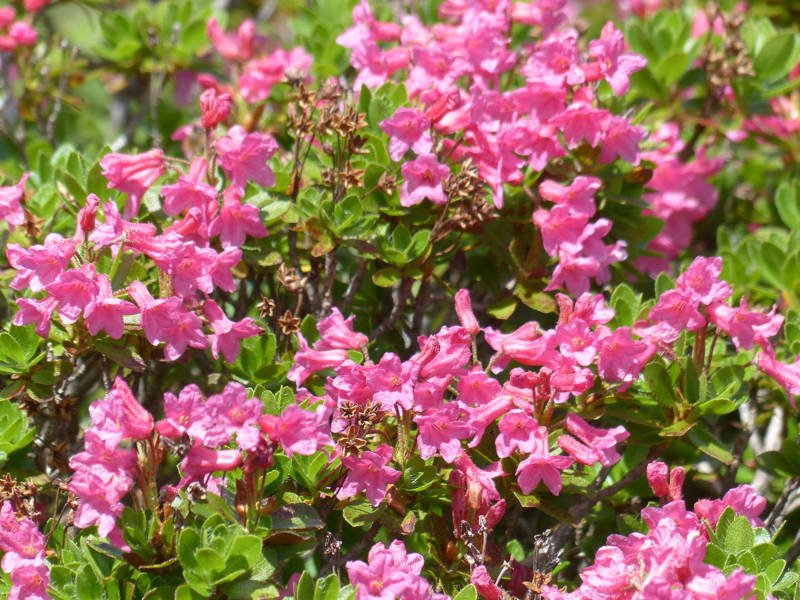 Rhododendron plantas toxicas para gatos
