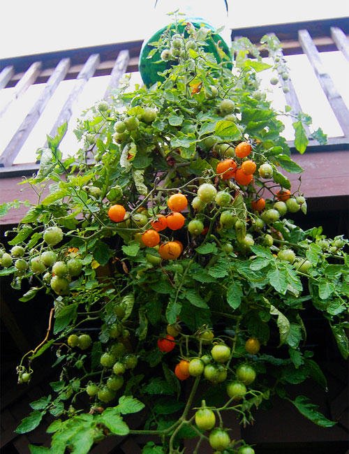 Como plantar tomates en botellas de plástico16