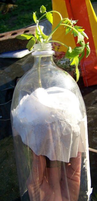 Como plantar tomates en botellas de plástico9