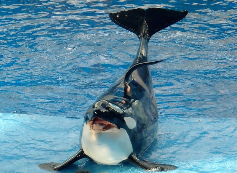Orca SeaWorld