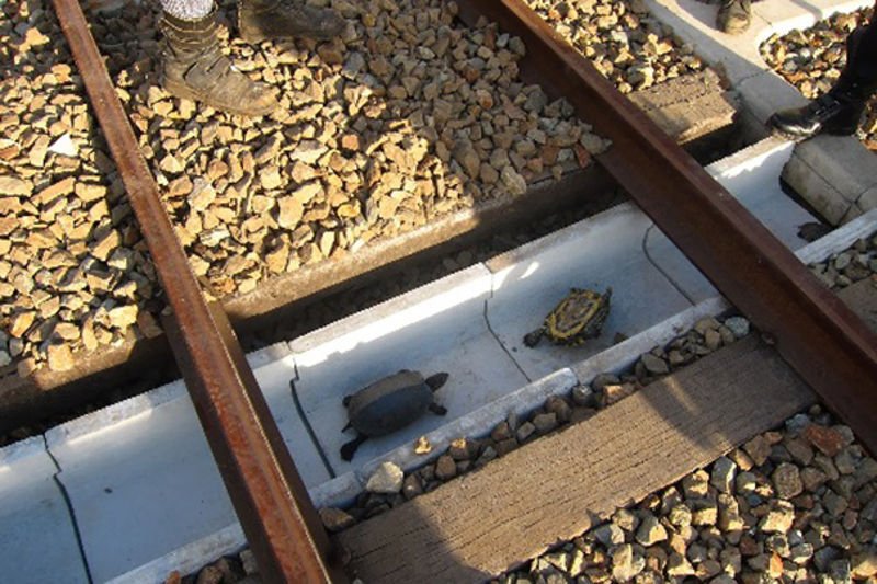 Túneles para salvar tortugas bajo las vías de los trenes japoneses