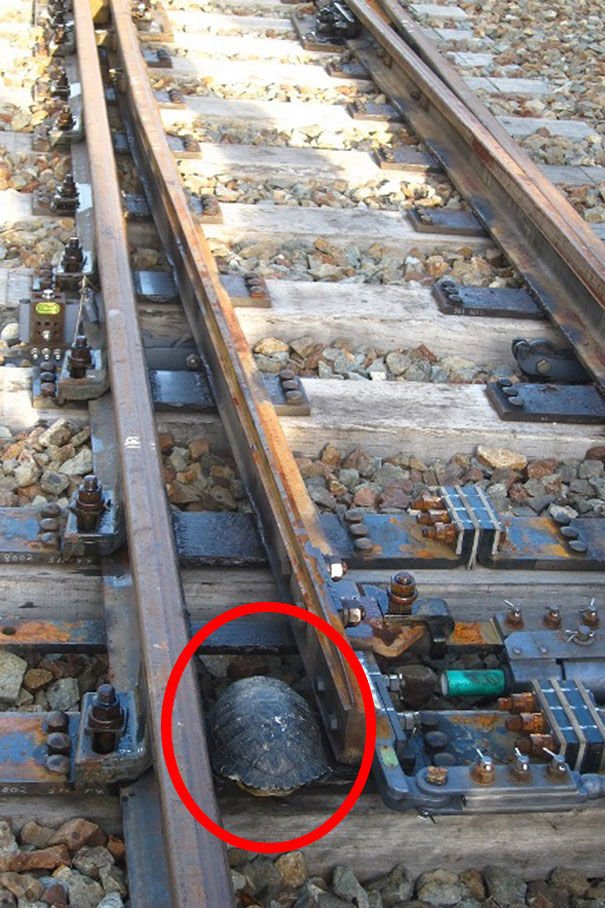 Túneles para salvar tortugas bajo las vías de los trenes
