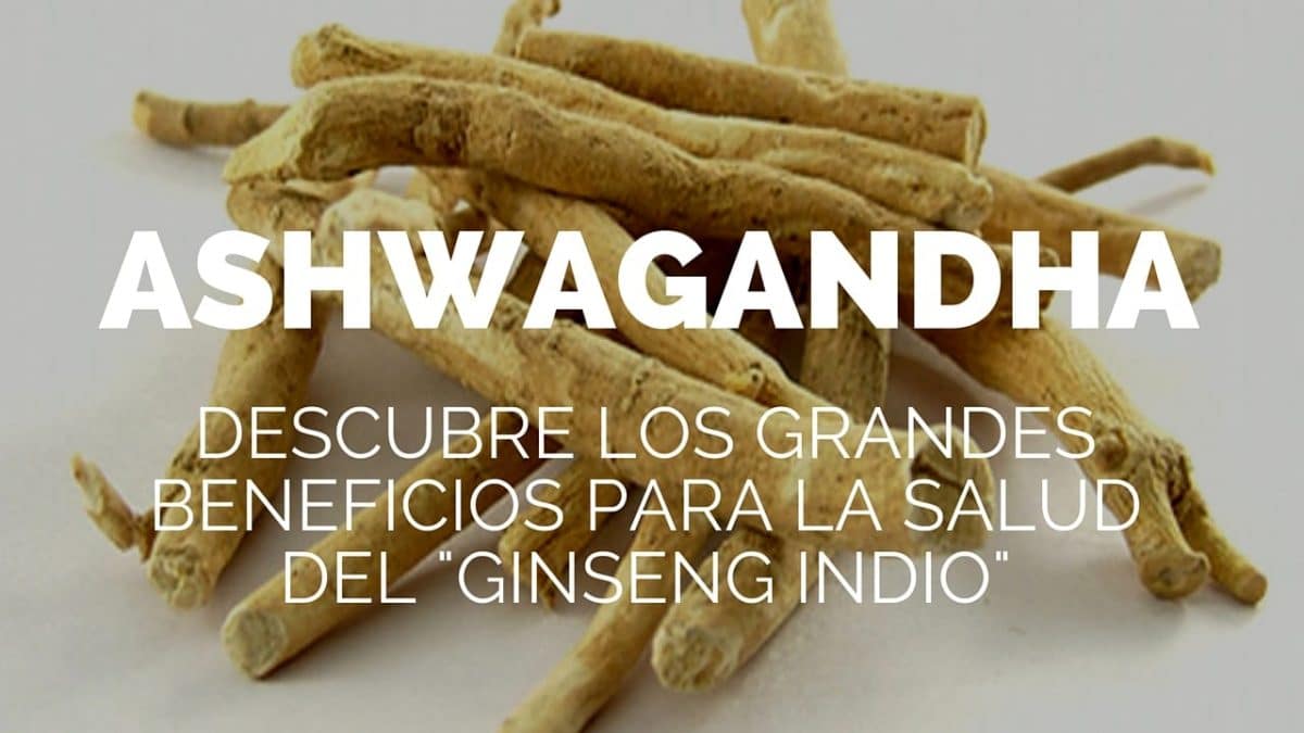 Ashwagandha Descubre Los Grandes Beneficios Para La Salud Del Ginseng Indio 1367