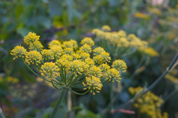 17 Plantas Que Nos Ayudan A Controlar Plagas De Forma Ecológica