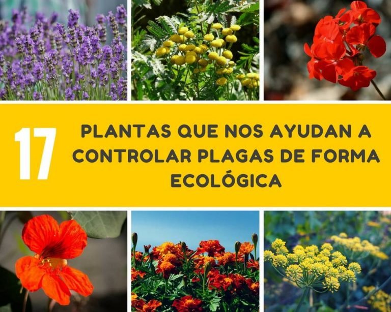 17 Plantas Que Nos Ayudan A Controlar Plagas De Forma Ecológica 6714