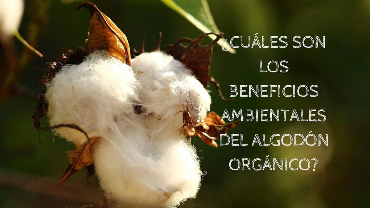 ¿Cuáles son los beneficios ambientales del algodón orgánico?