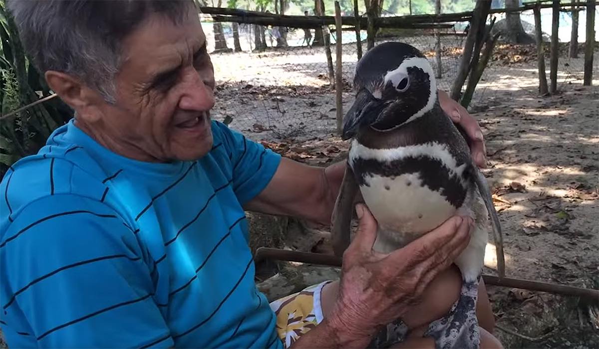 Este pingüino nada 8 mil km cada año para visitar al hombre que le salvó la vida
