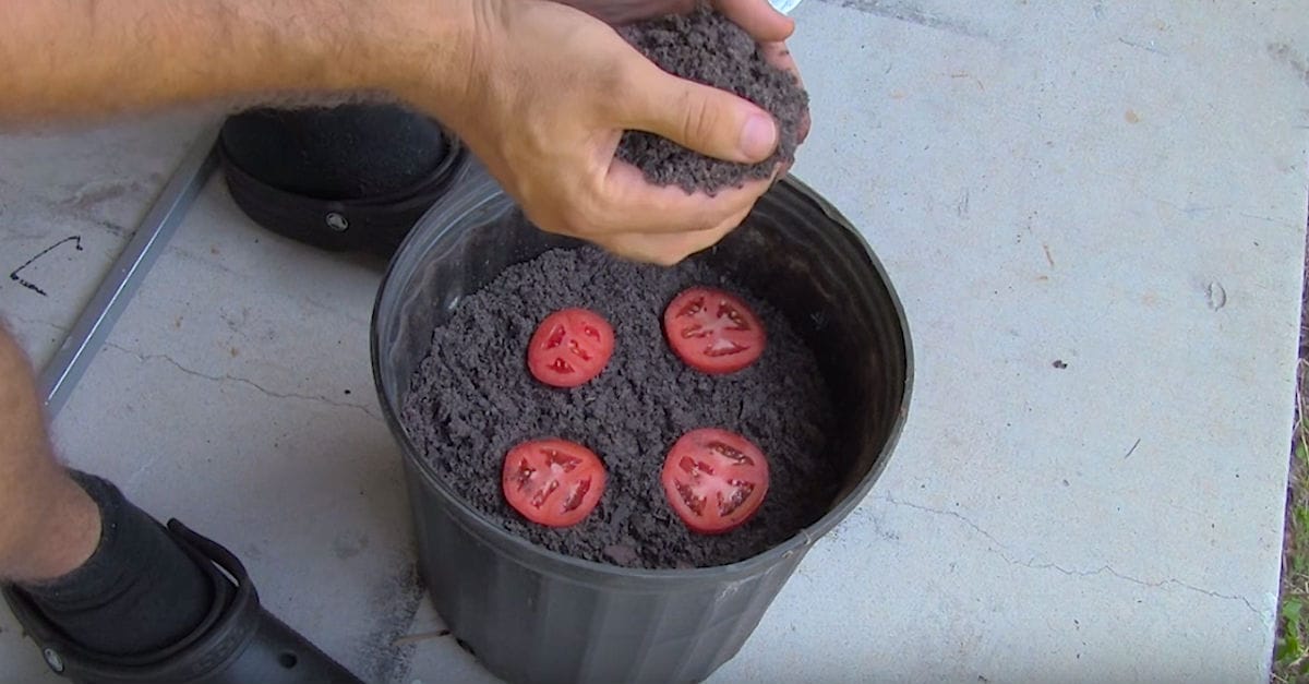 La forma más fácil de cultivar plantas de tomate, o no