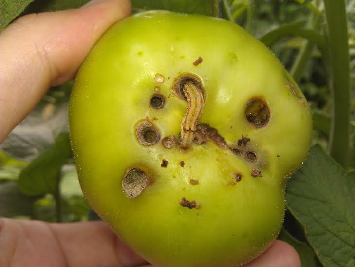 gusanos del tomate