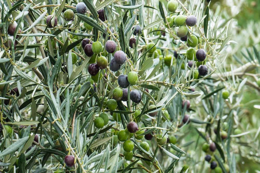 Para qué sirve el aceite de oliva