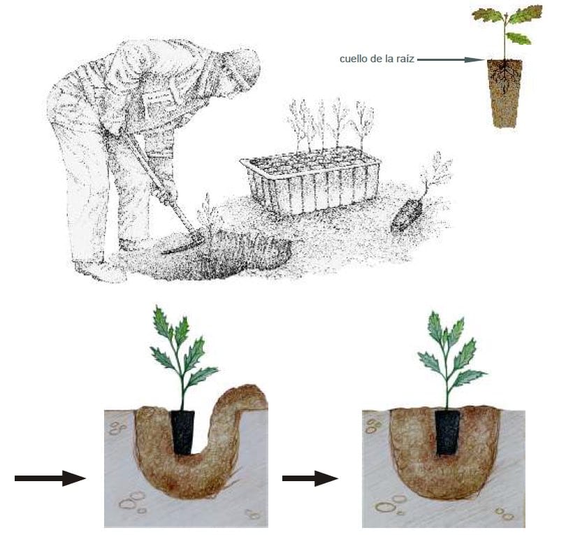 Manual Cómo plantar un árbol1