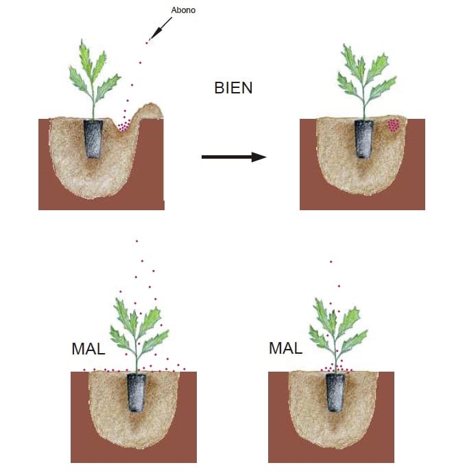 Manual Cómo plantar un árbol2