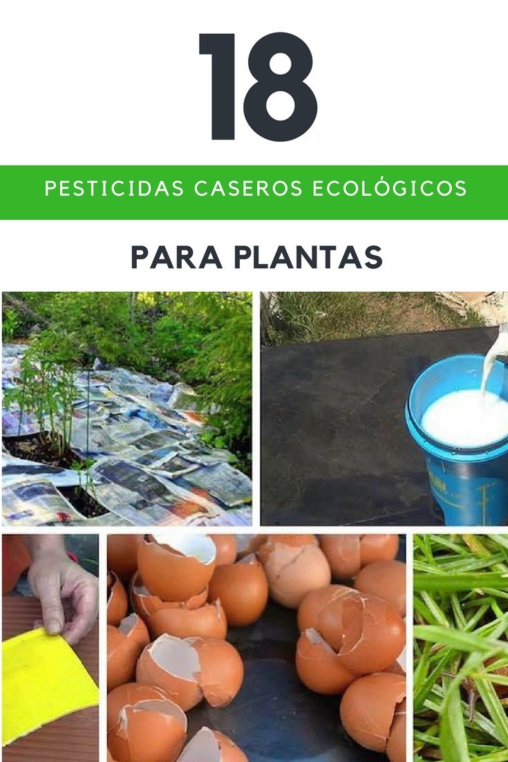 Pesticidas, Insecticidas, repelentes y fungicidas caseros ecolÃ³gicos