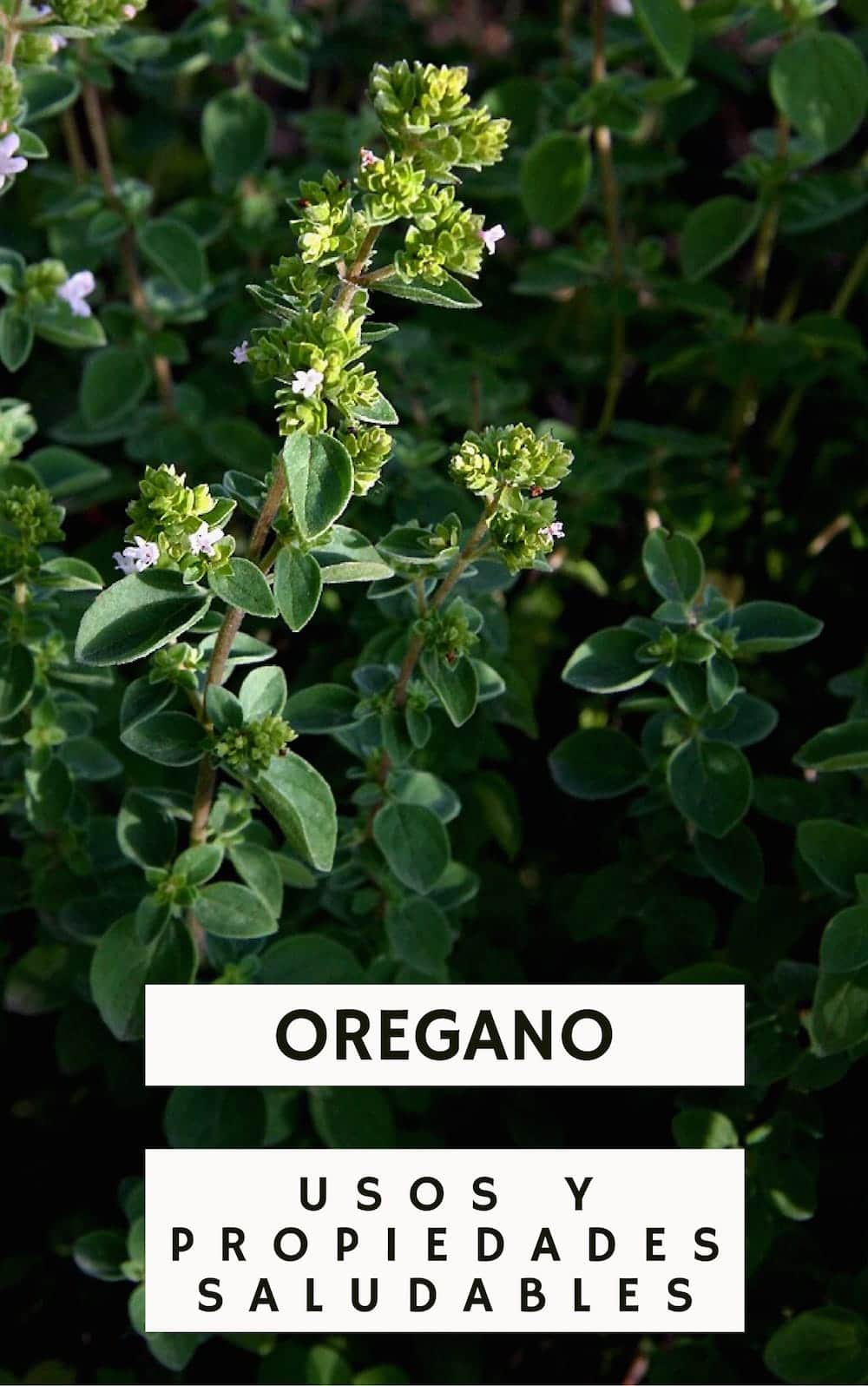 Propiedades Beneficios Y Usos Del Oregano