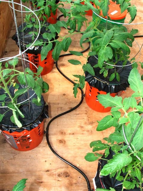 Colonial Solenoide seguramente Cómo plantar tomates en macetas con riego automático