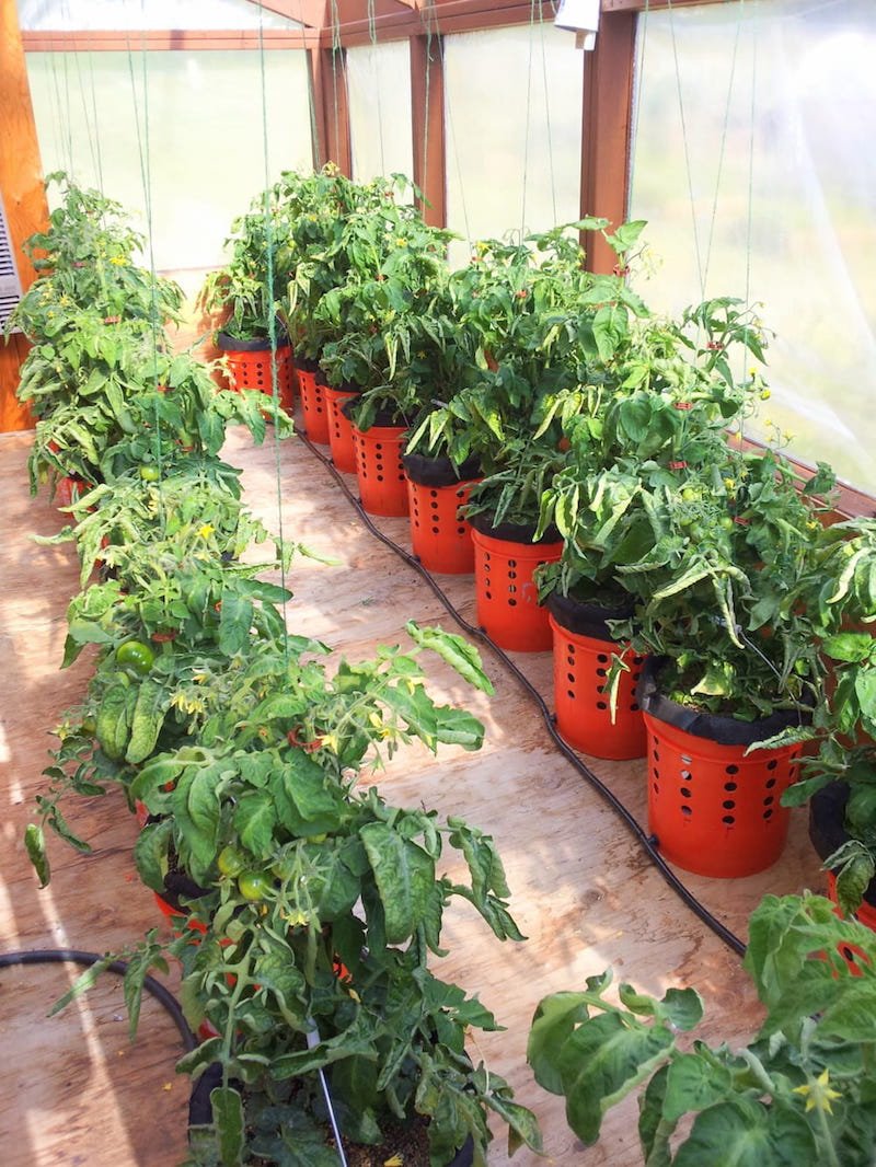 Cómo plantar tomates riego automático