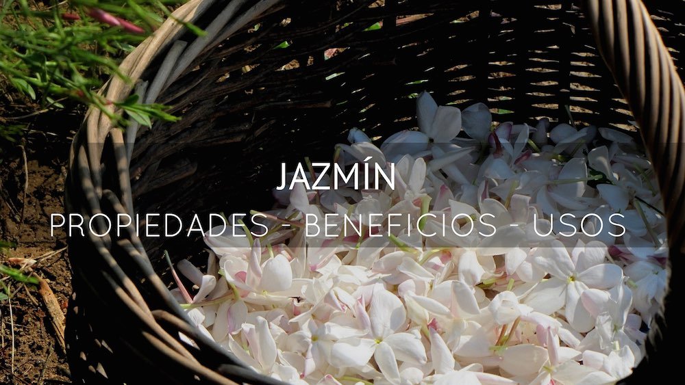 Beneficios, propiedades y usos del jazmín
