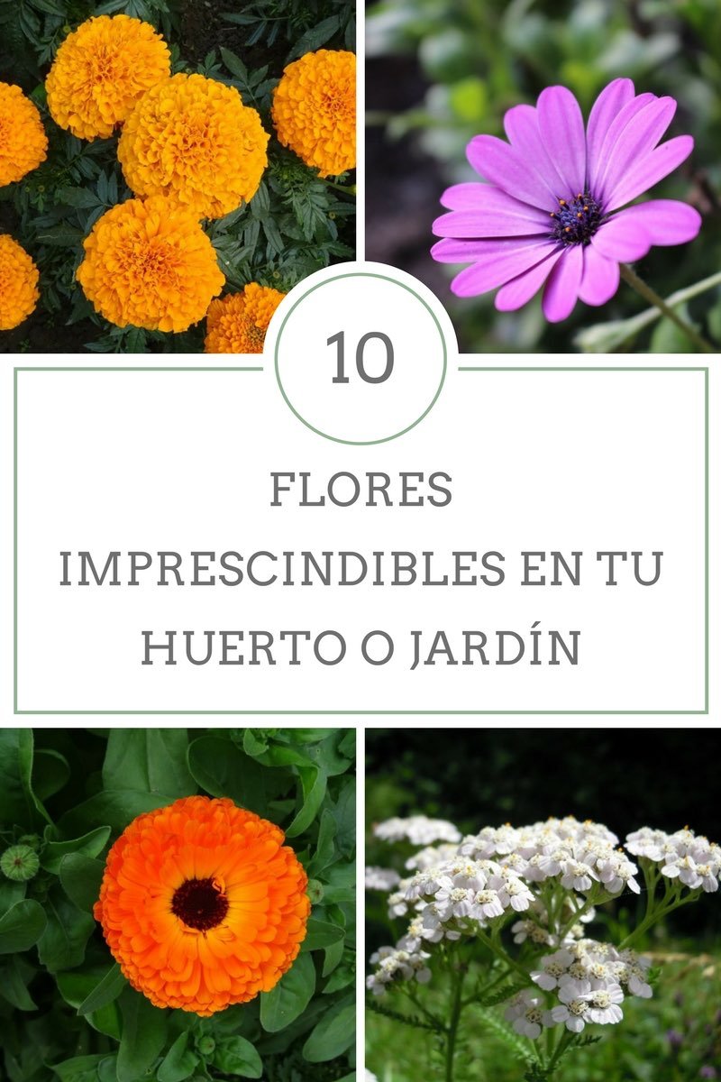 10 flores imprescindibles en tu huerto o jardín