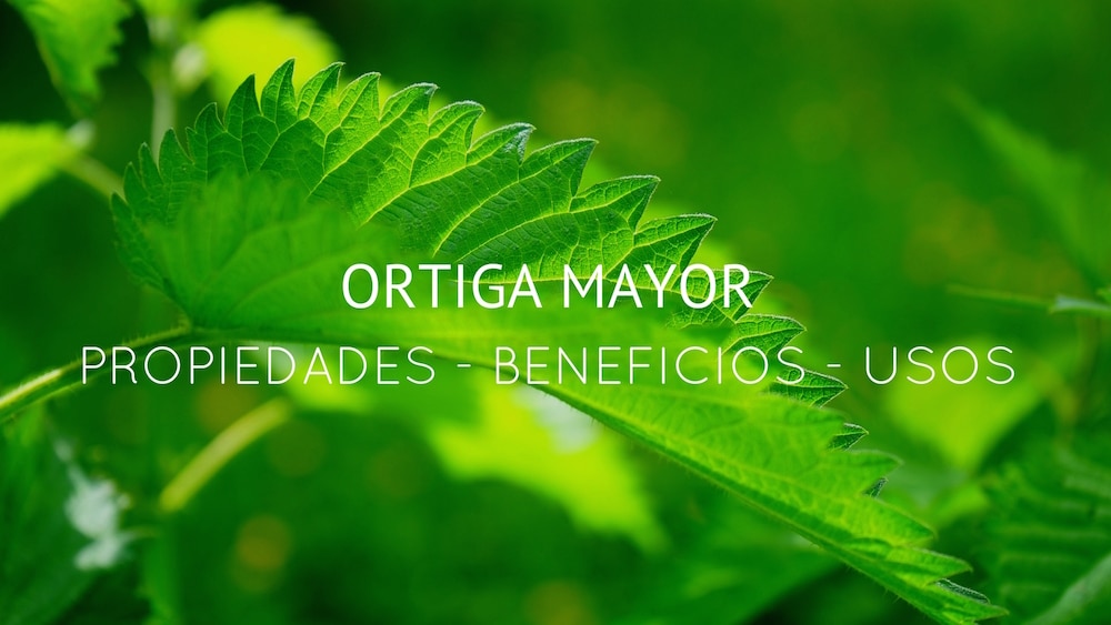 Beneficios Propiedades Y Usos De La Ortiga Mayor
