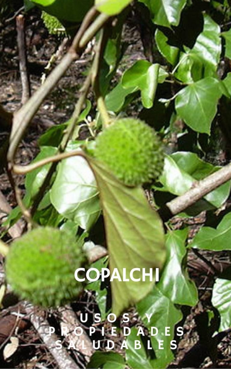 Copalchi