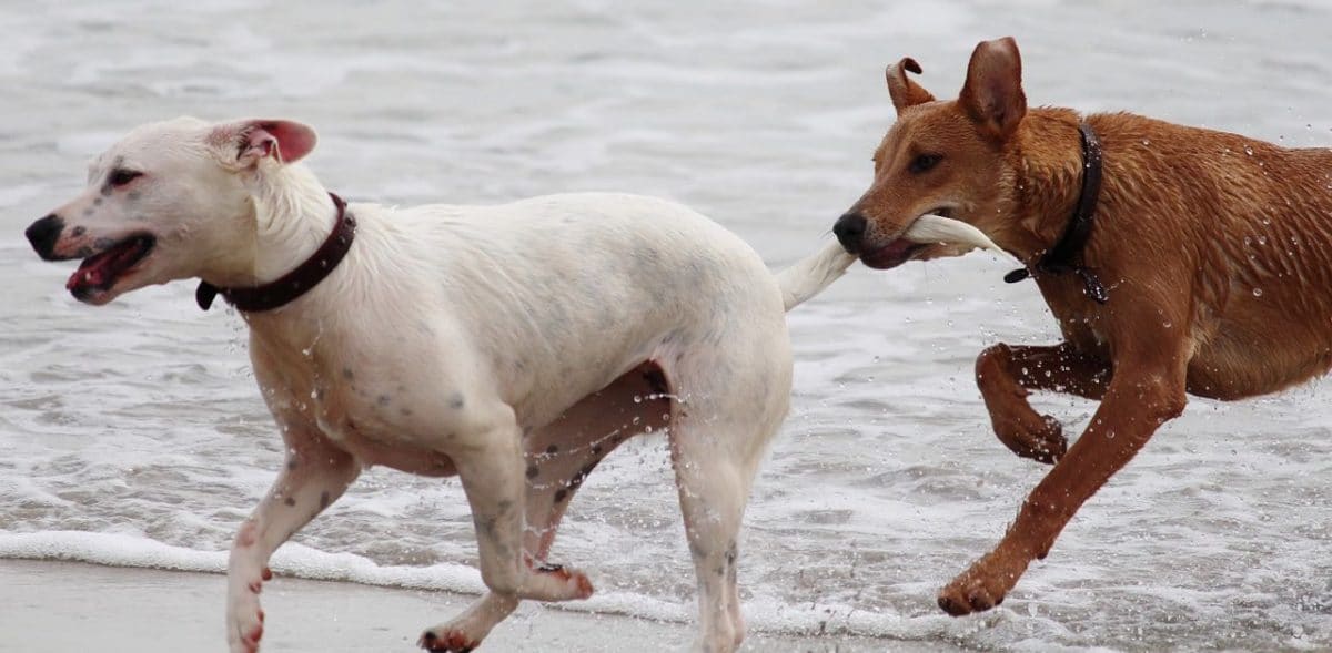 juguetes ecologicos para perros