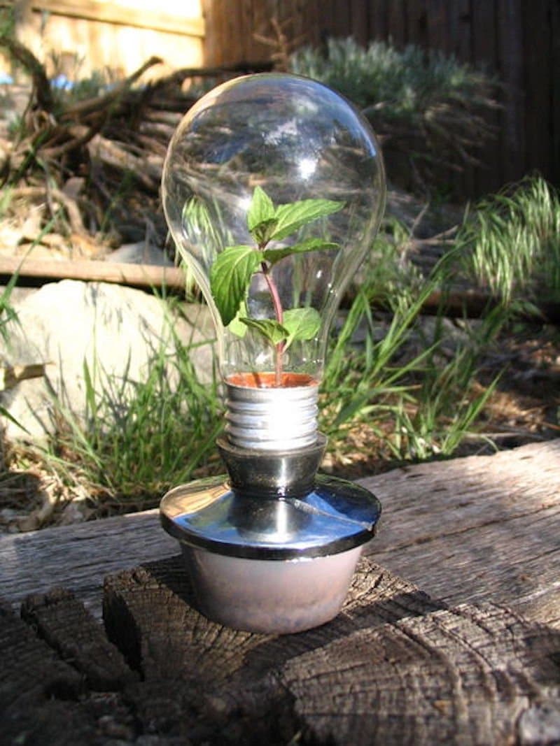 Convierte una bombilla vieja en un pequeño invernadero para el cultivo en tres sencillos pasos