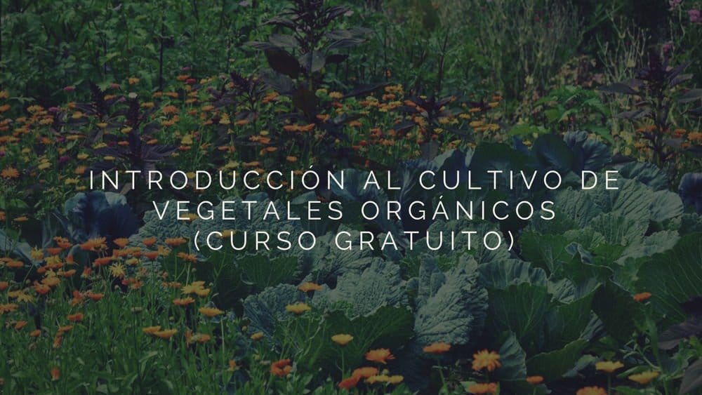 Introducción al cultivo de vegetales orgánicos