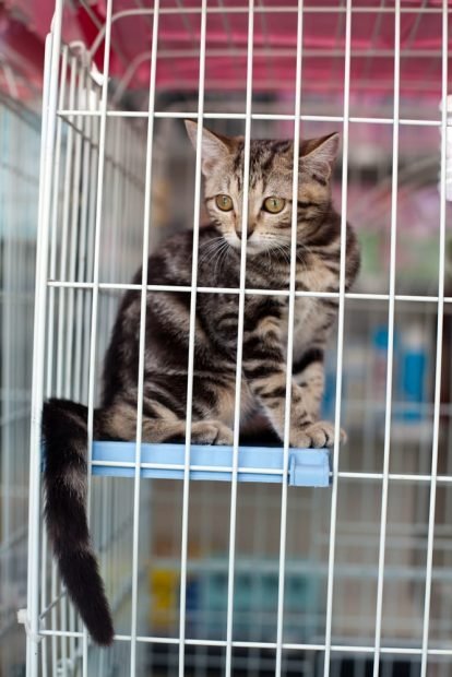 Maryland prohibe la venta de cachorros y gatitos en tiendas de mascotas
