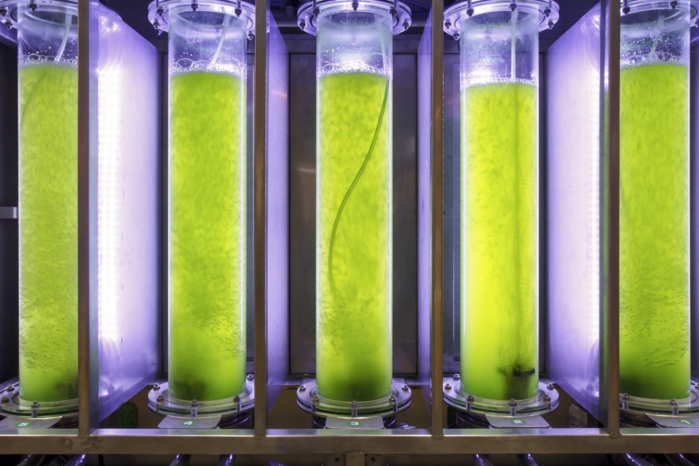 Así podrían cambiar las algas nuestro mundo, en un futuro no muy lejano
