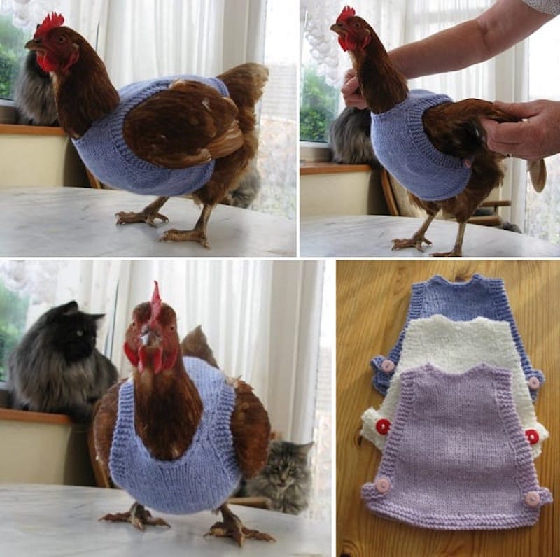 Te encantarán estos suéteres bordados en punto de pollo