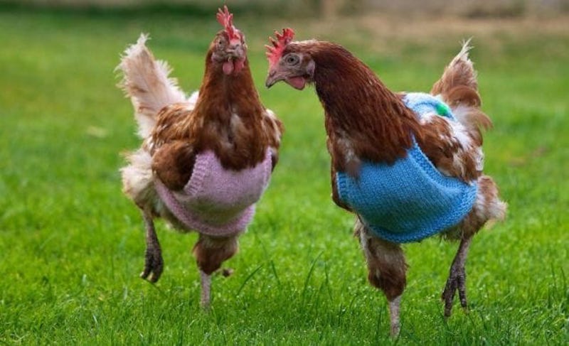 Te encantarán estos suéteres bordados en punto de pollo