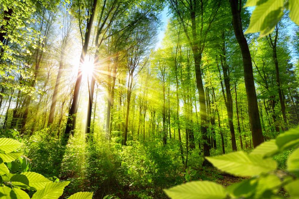 Bosques para luchar contra el cambio climático.